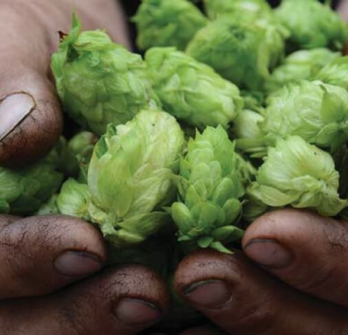 Máme pro vás předvánoční Svijanoviny